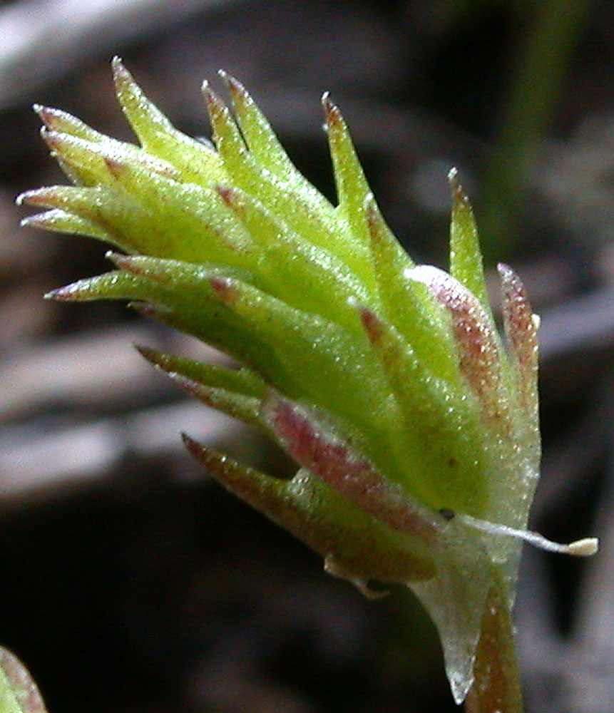 Flora of Eastern Washington Image: Myosurus apetalus