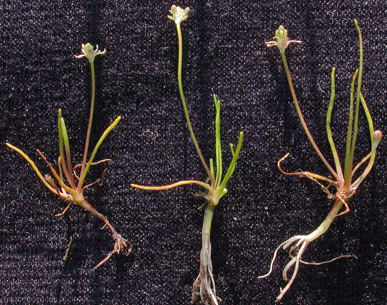 Flora of Eastern Washington Image: Myosurus apetalus