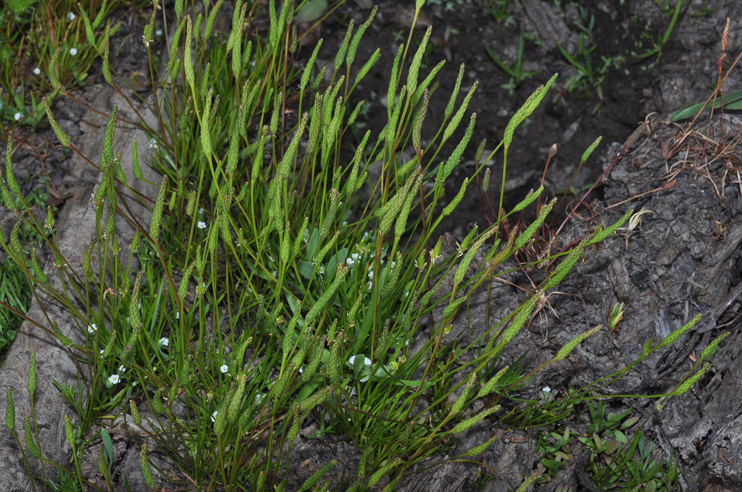 Flora of Eastern Washington Image: Myosurus minimus