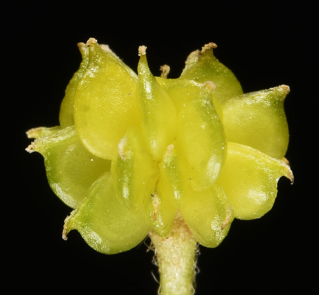 Flora of Eastern Washington Image: Ranunculus acris