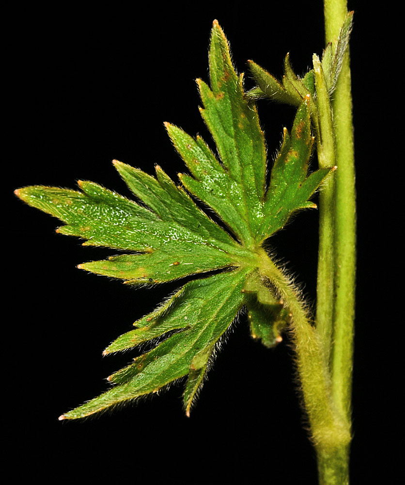 Flora of Eastern Washington Image: Ranunculus acris
