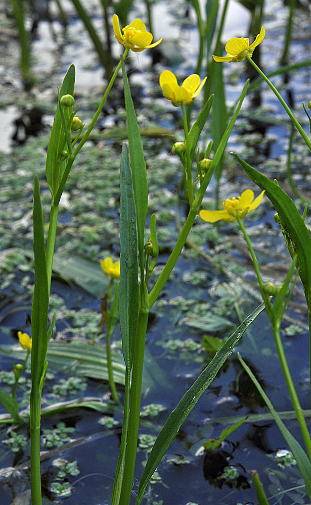 Flora of Eastern Washington Image: Ranunculus alismifolius