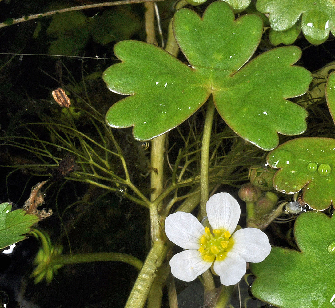 Flora of Eastern Washington Image: Ranunculus aquatilis