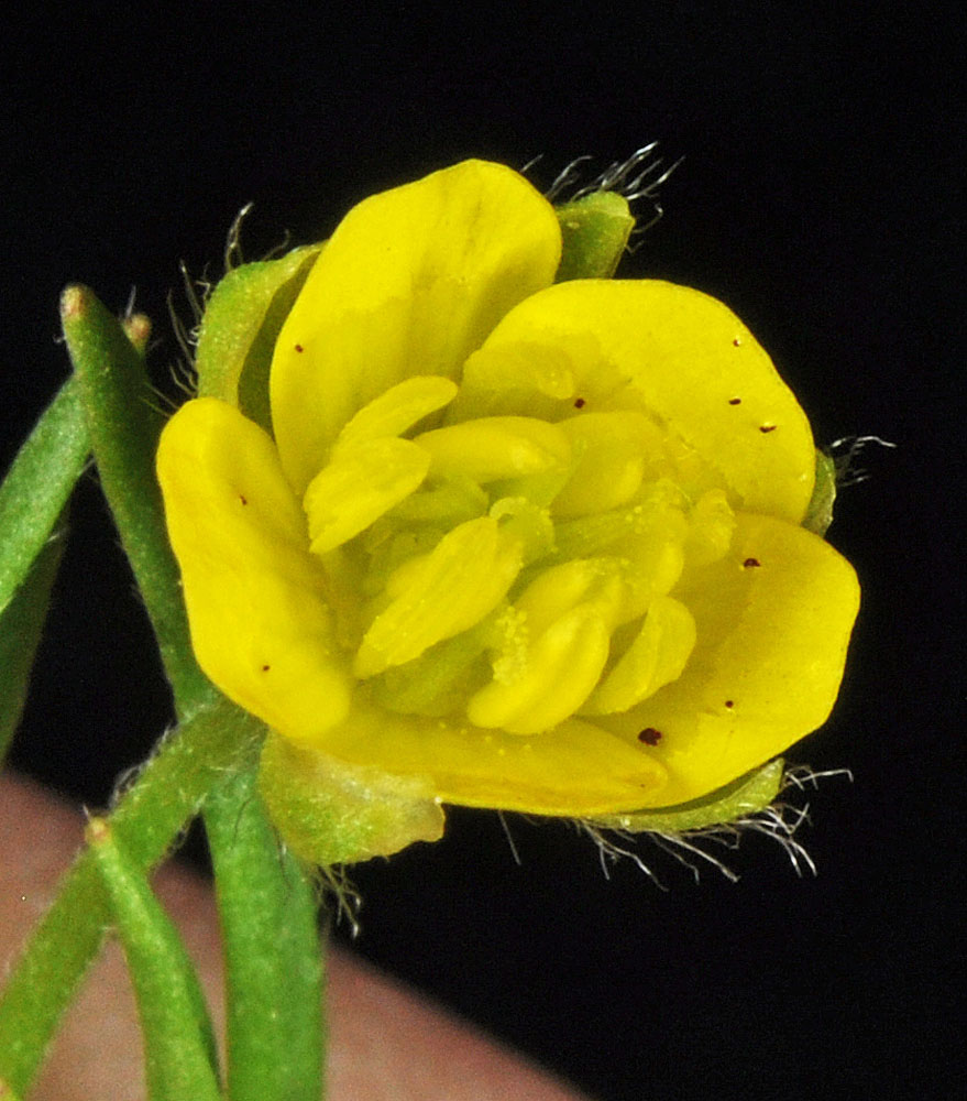 Flora of Eastern Washington Image: Ranunculus arvensis