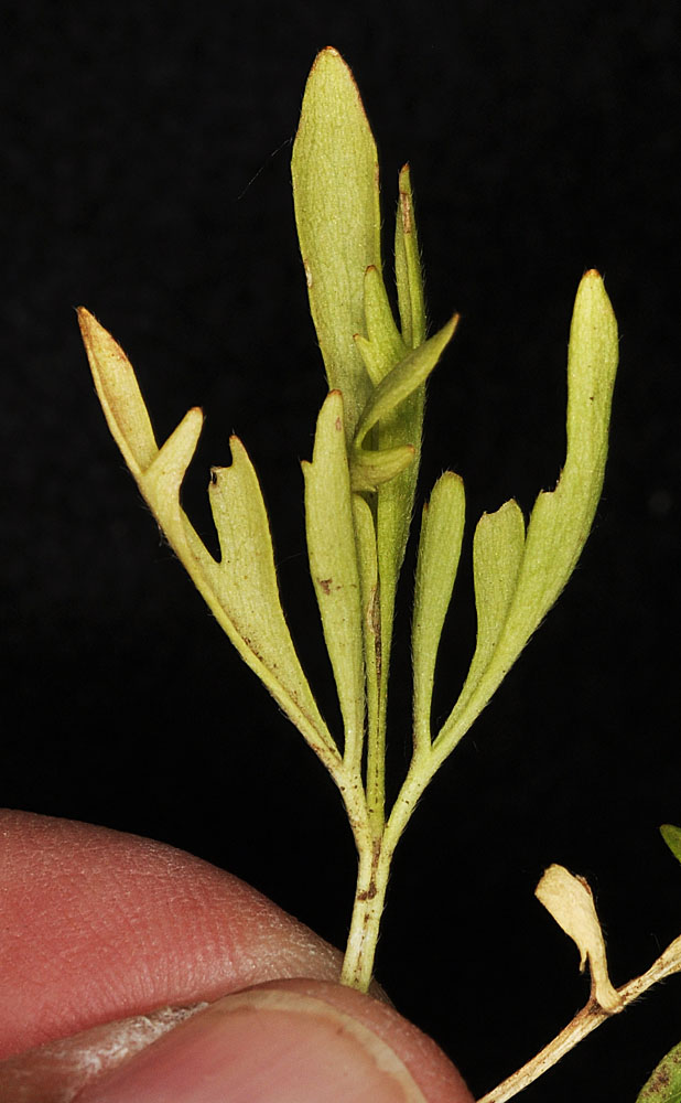 Flora of Eastern Washington Image: Ranunculus arvensis