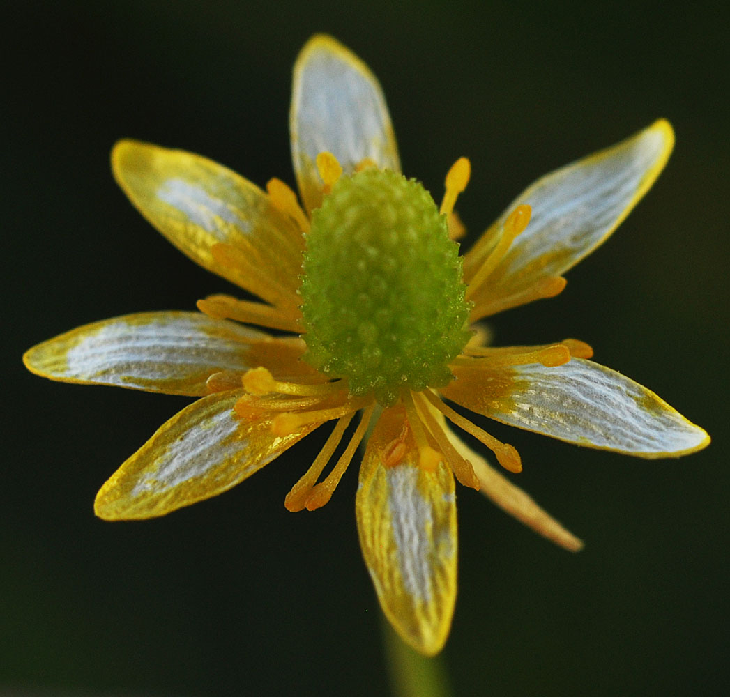 Flora of Eastern Washington Image: Halerpestes cymbalaria