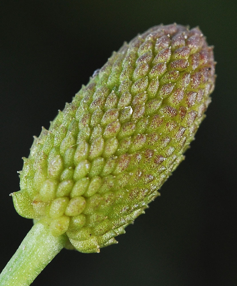 Flora of Eastern Washington Image: Halerpestes cymbalaria