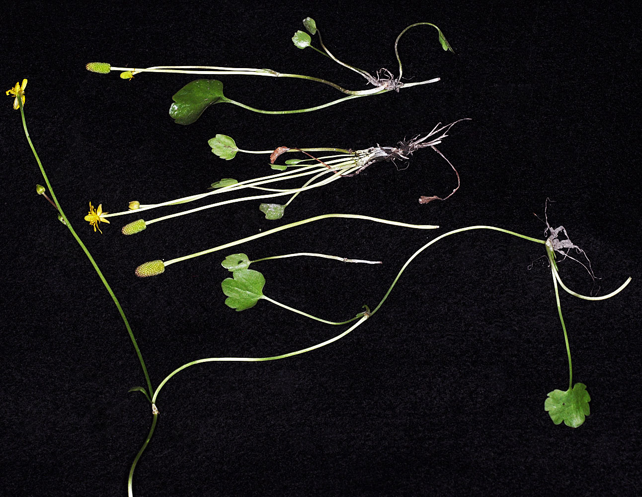 Flora of Eastern Washington Image: Ranunculus cymbalaria