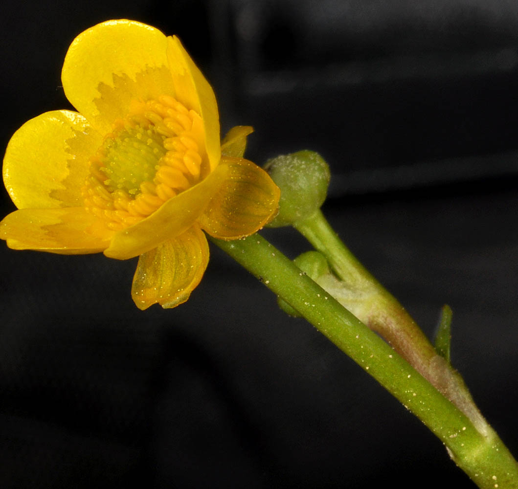 Flora of Eastern Washington Image: Ranunculus flabellaris