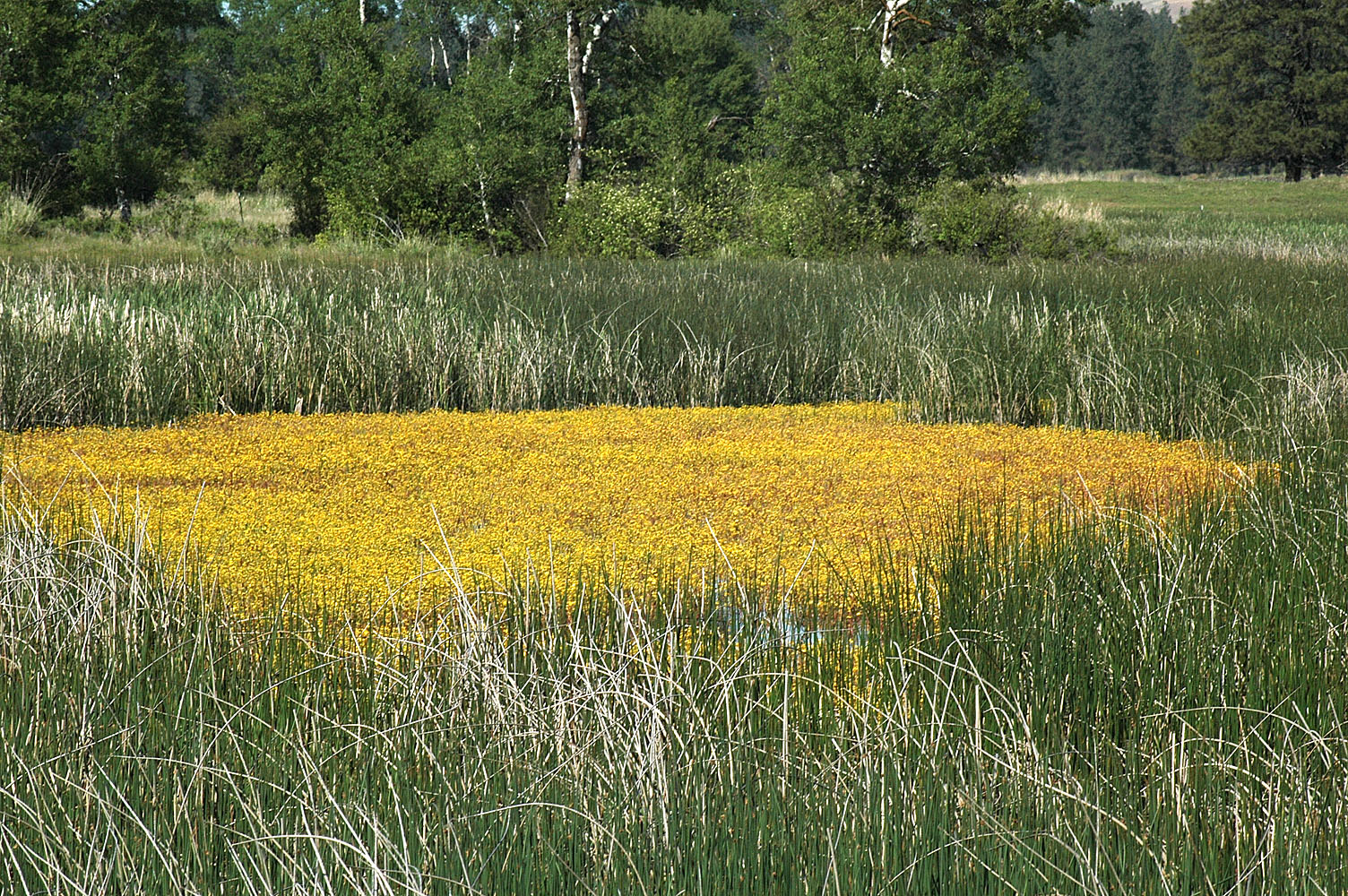 Flora of Eastern Washington Image: Ranunculus flabellaris