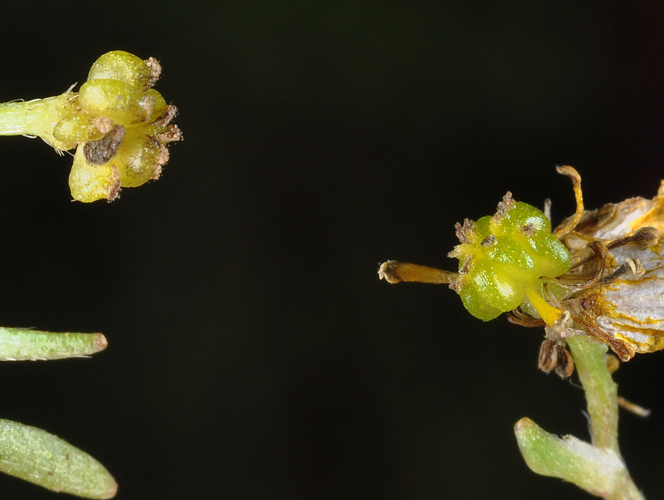 Flora of Eastern Washington Image: Ranunculus flammula