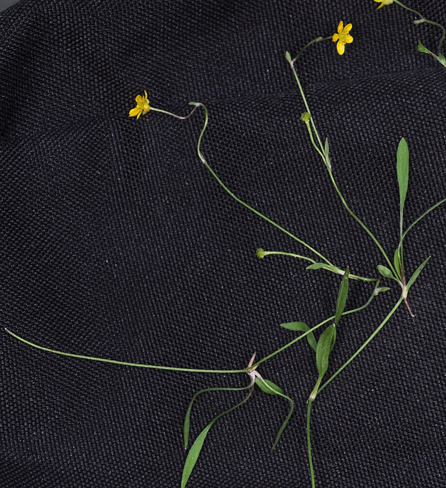 Flora of Eastern Washington Image: Ranunculus flammula