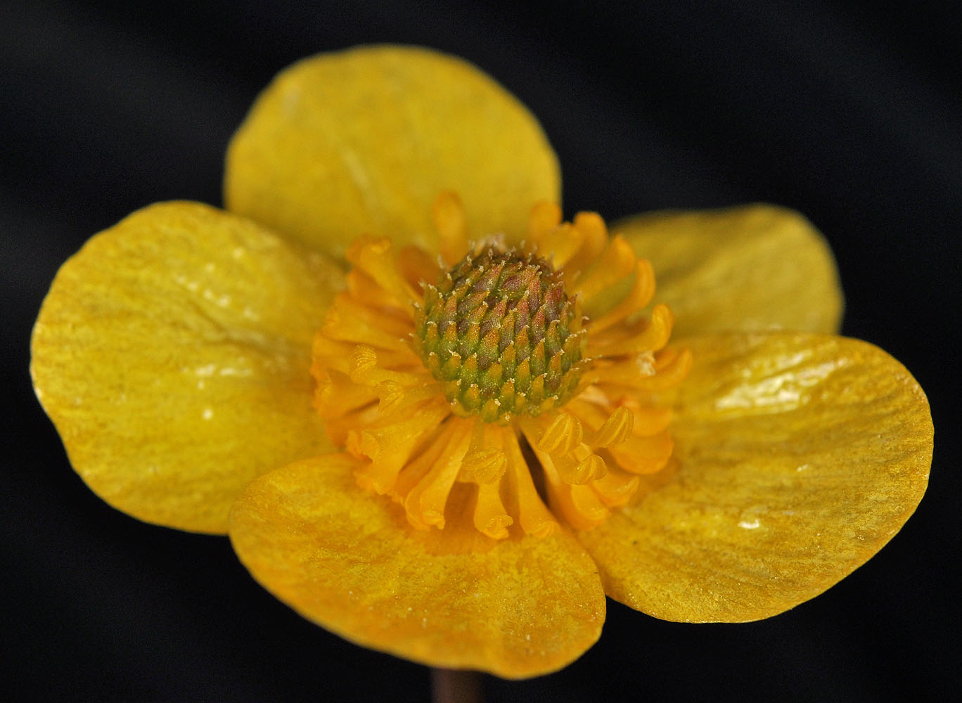 Flora of Eastern Washington Image: Ranunculus glaberrimus glaberrimus