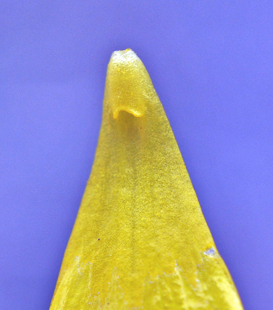 Flora of Eastern Washington Image: Ranunculus glaberrimus glaberrimus