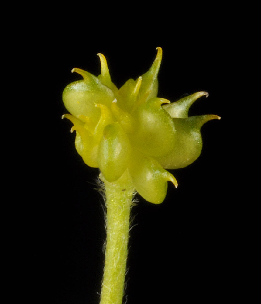 Flora of Eastern Washington Image: Ranunculus occidentalis
