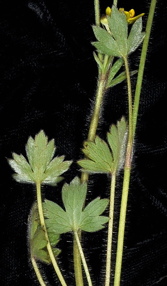 Flora of Eastern Washington Image: Ranunculus occidentalis