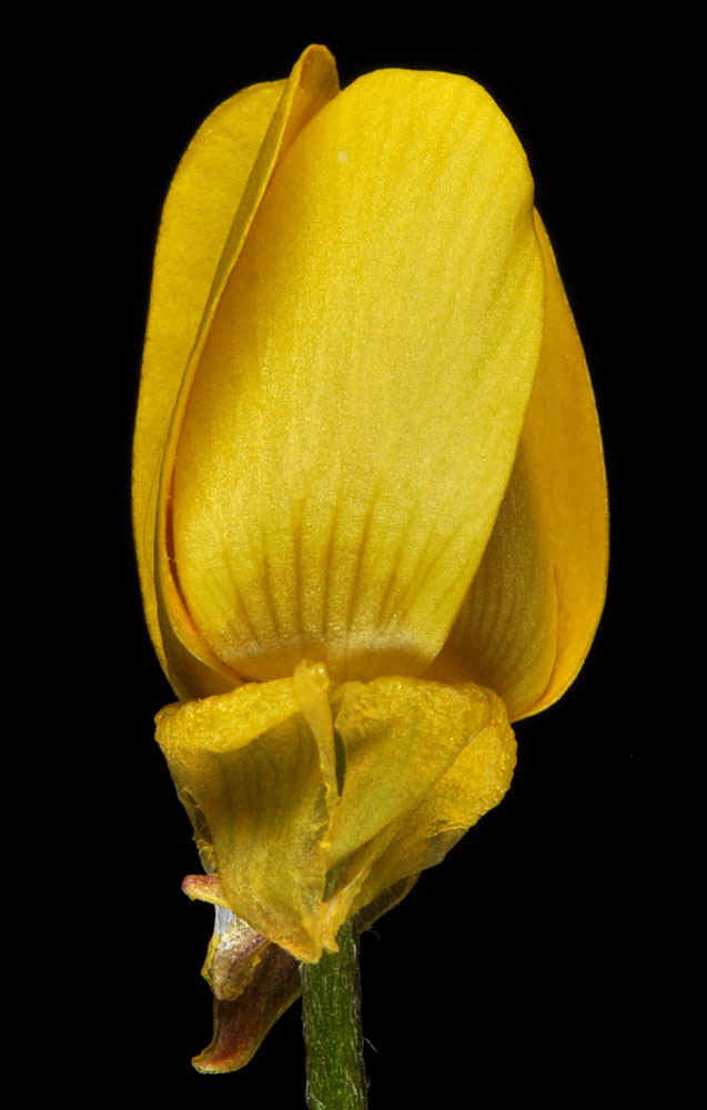 Flora of Eastern Washington Image: Ranunculus orthorhynchus