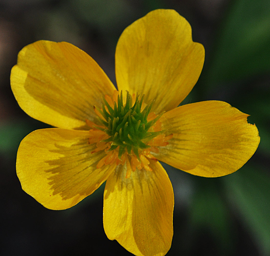 Flora of Eastern Washington Image: Ranunculus orthorhynchus