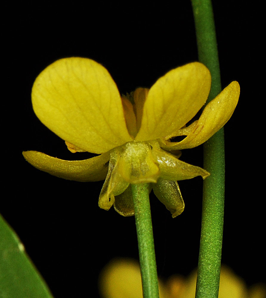 Flora of Eastern Washington Image: Ranunculus populago