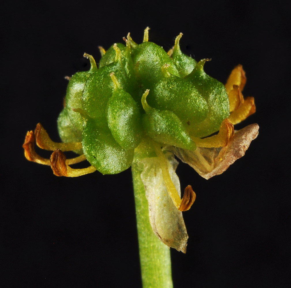 Flora of Eastern Washington Image: Ranunculus populago