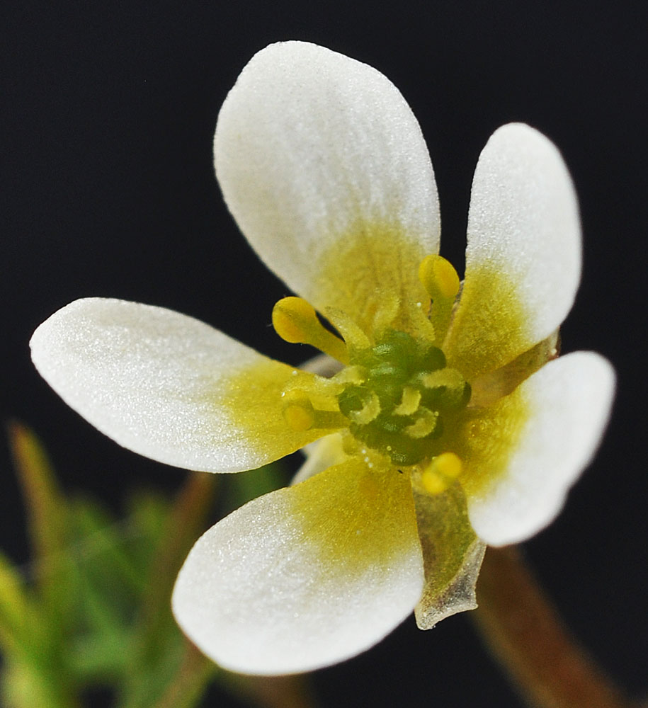 Flora of Eastern Washington Image: Ranunculus aquatilis