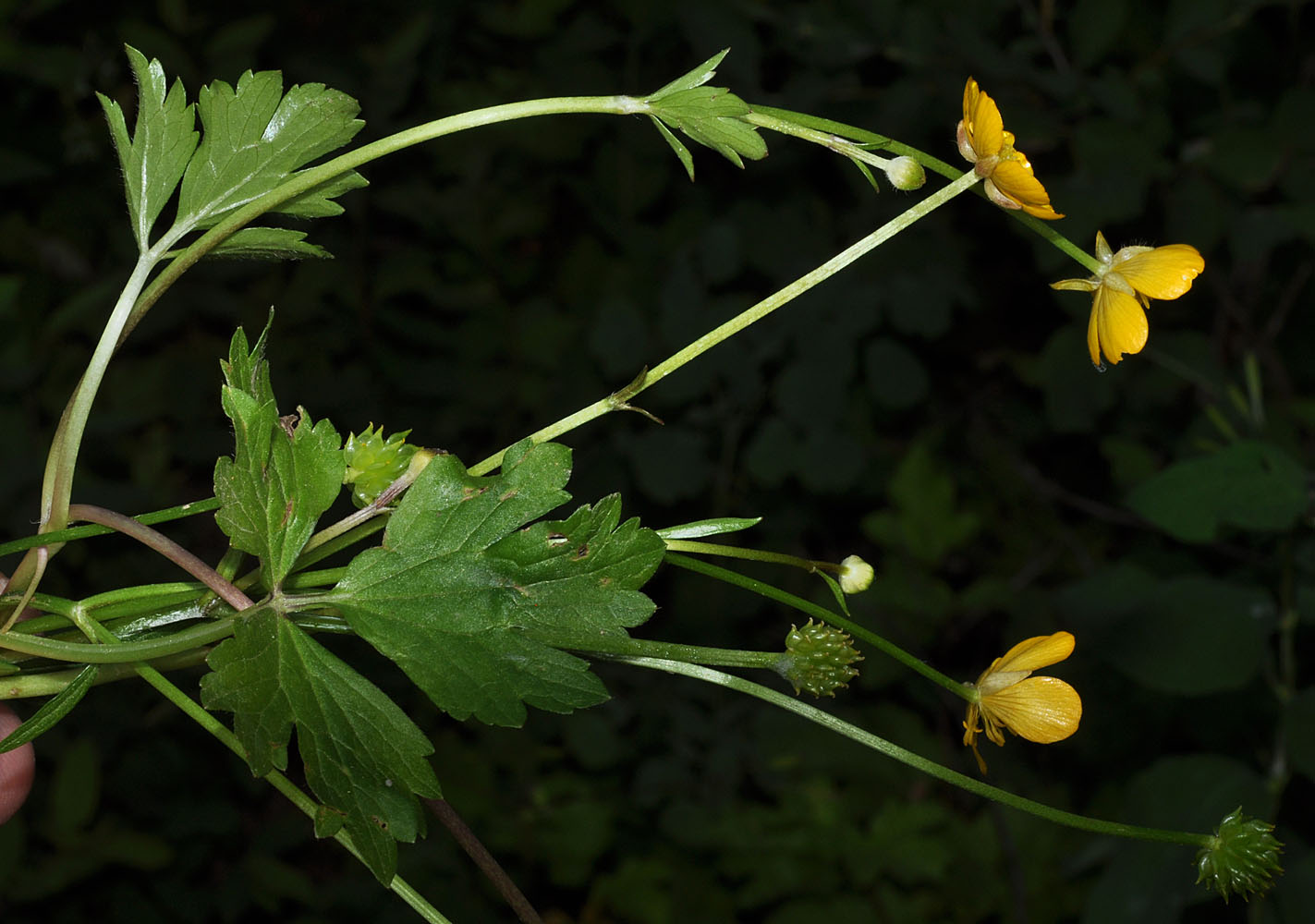Flora of Eastern Washington Image: Ranunculus repens