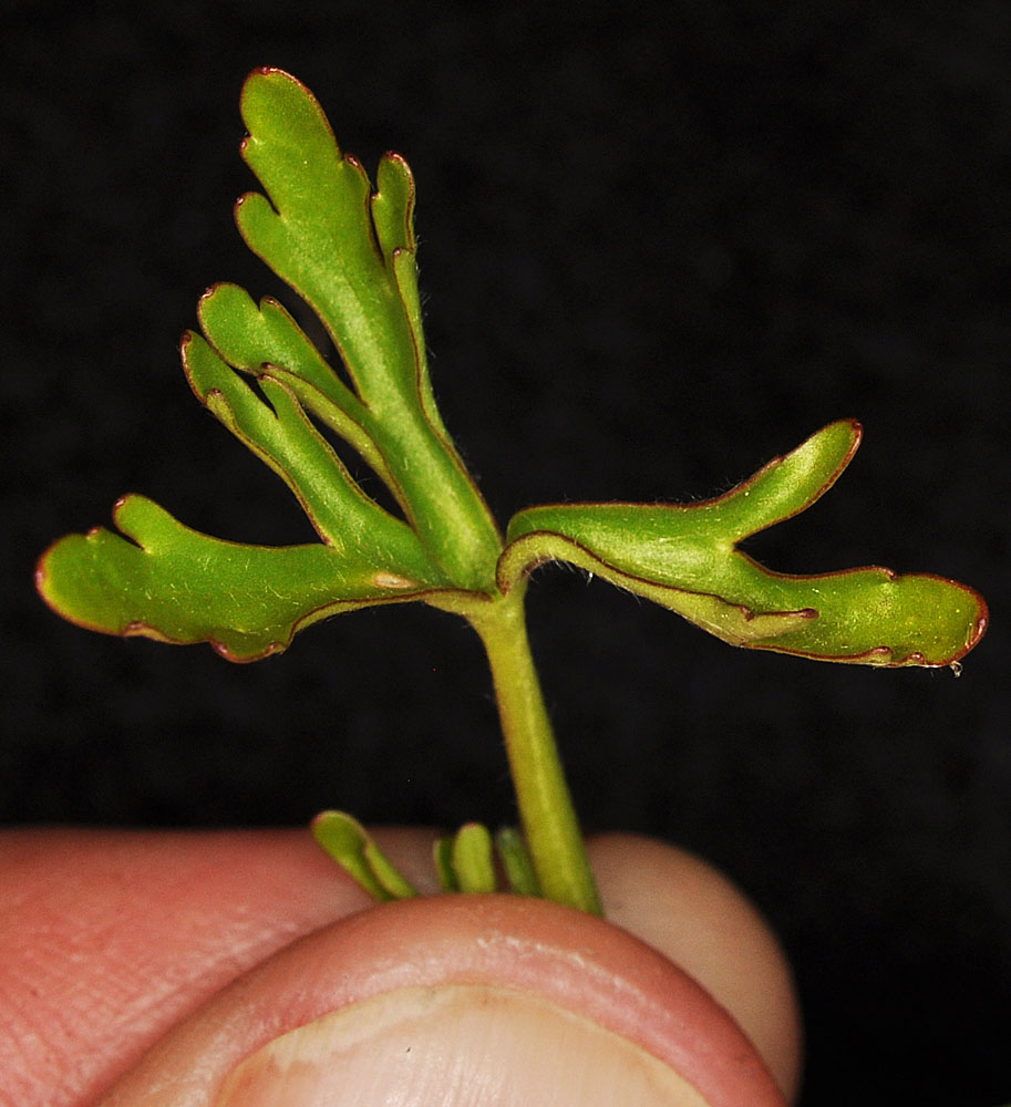 Flora of Eastern Washington Image: Ranunculus sceleratus