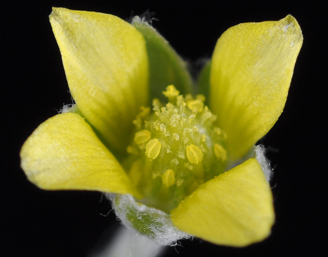 Flora of Eastern Washington Image: Ceratocephala testiculata