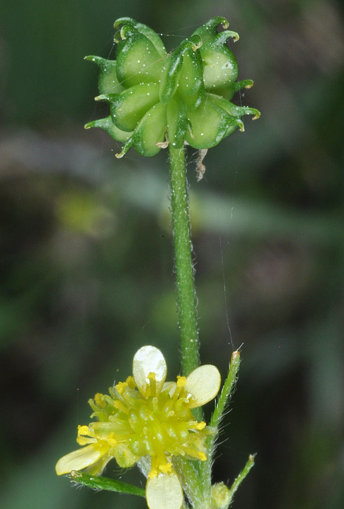 Flora of Eastern Washington Image: Ranunculus uncinatus