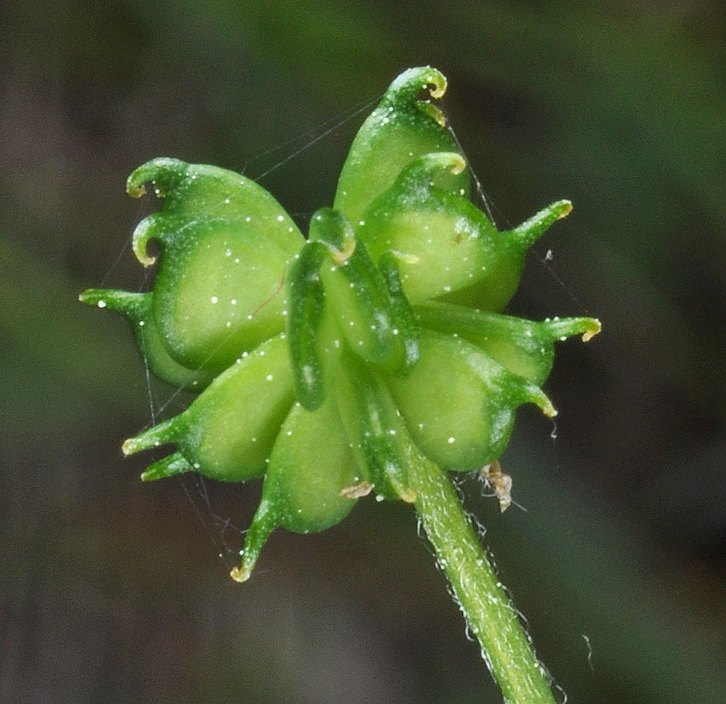 Flora of Eastern Washington Image: Ranunculus uncinatus