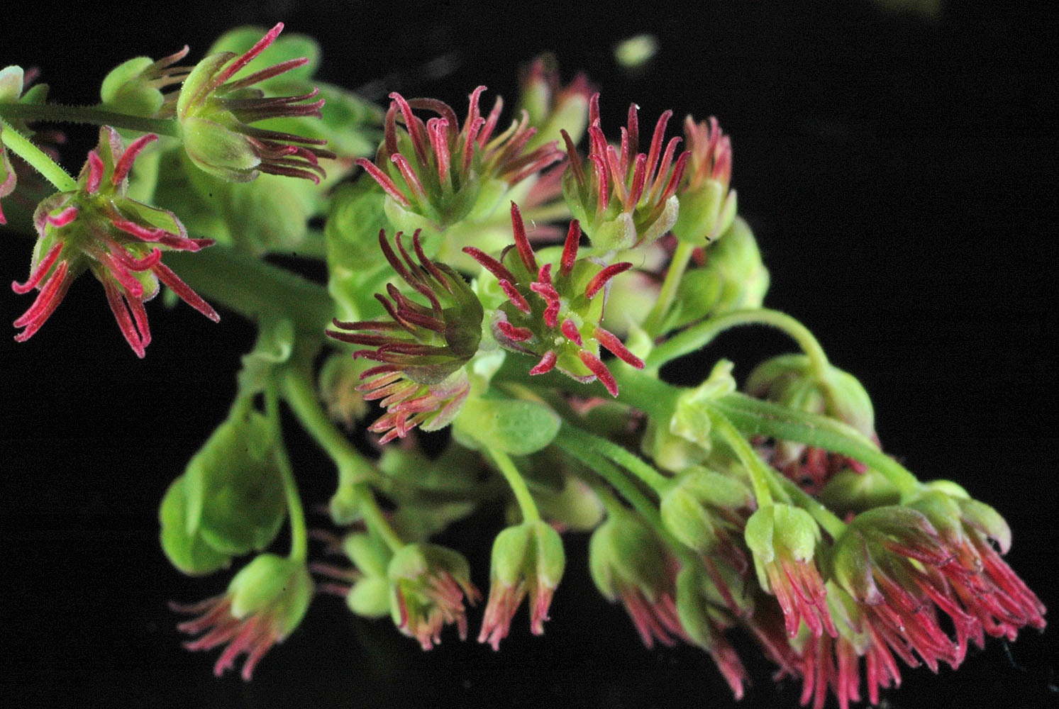 Flora of Eastern Washington Image: Thalictrum occidentale