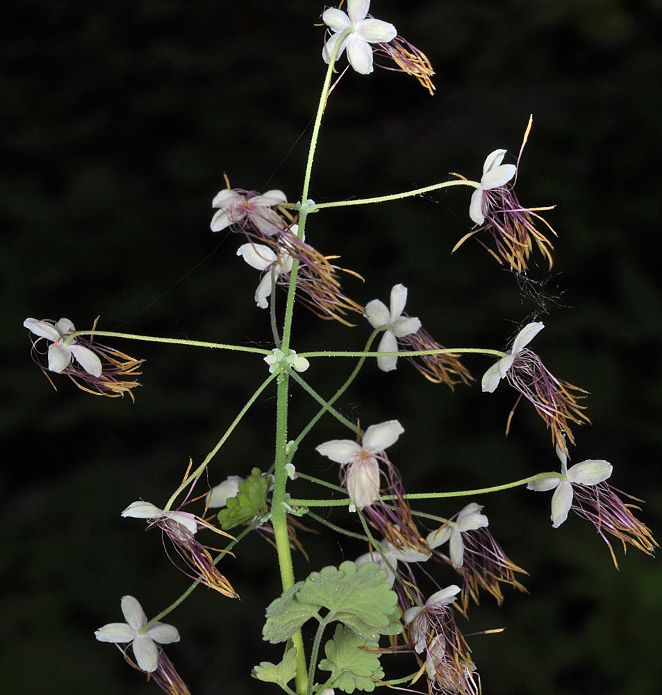 Flora of Eastern Washington Image: Thalictrum occidentale