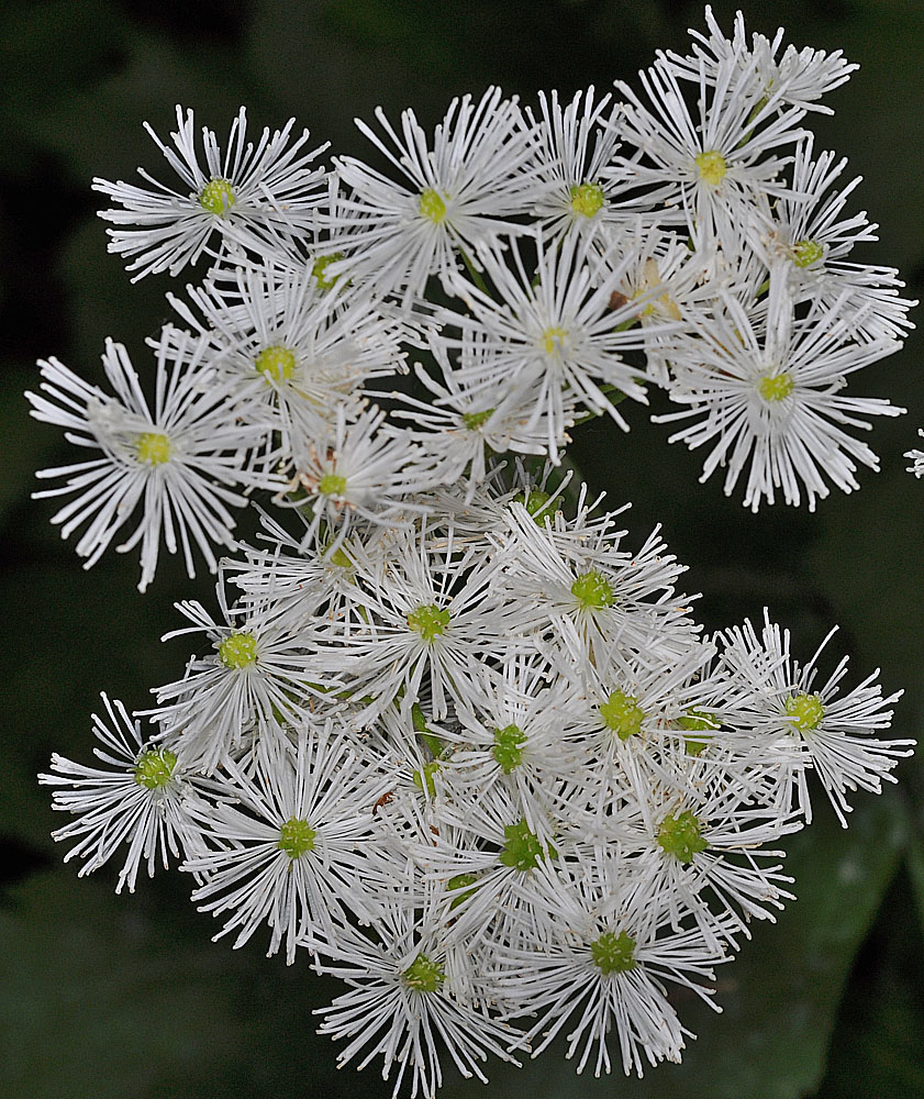 Flora of Eastern Washington Image: Trautvetteria caroliniensis