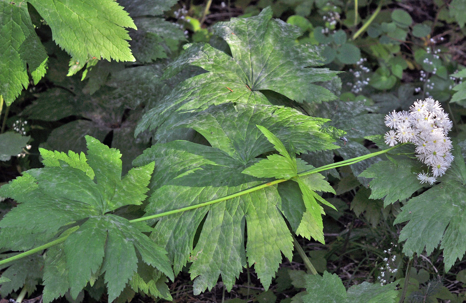 Flora of Eastern Washington Image: Trautvetteria caroliniensis