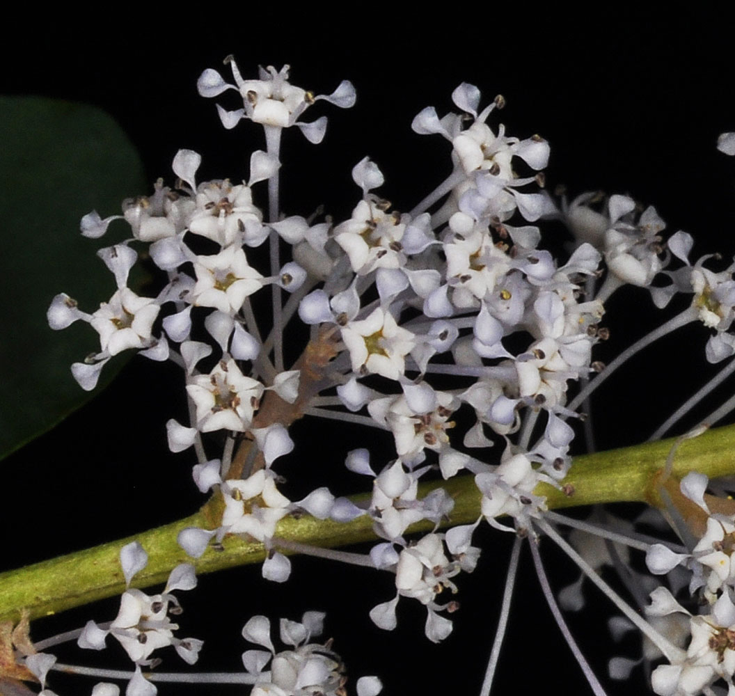 Flora of Eastern Washington Image: Ceanothus integerrimus