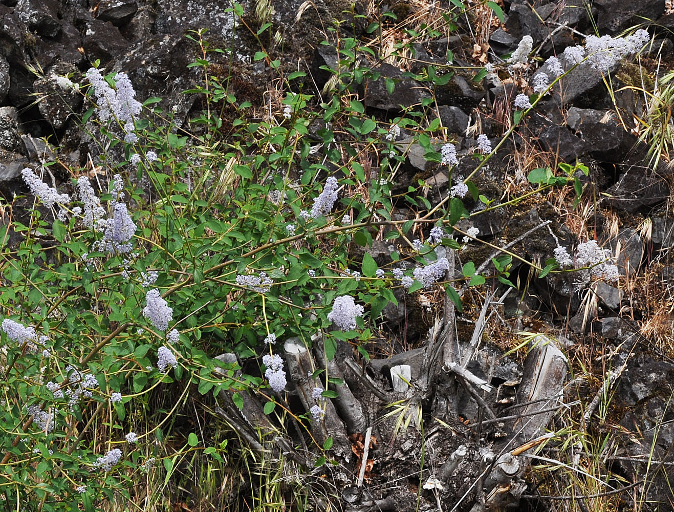 Flora of Eastern Washington Image: Ceanothus integerrimus