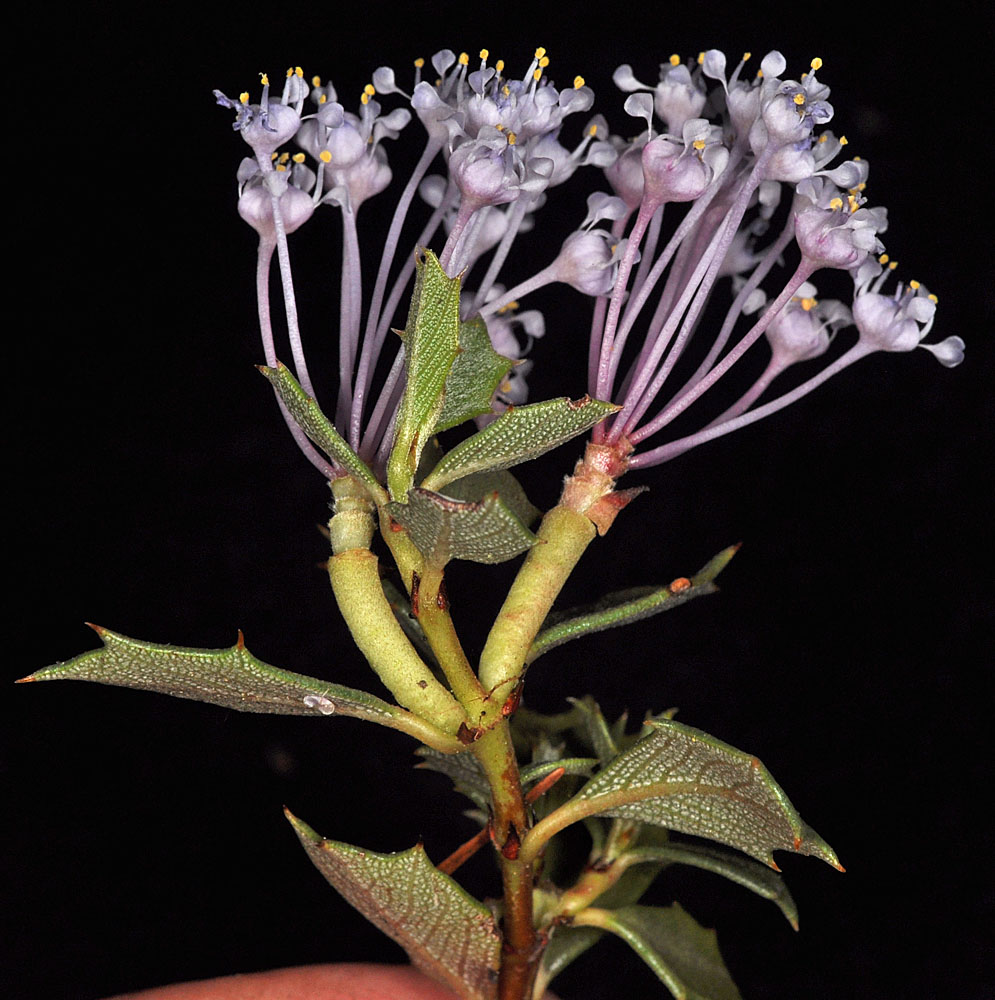 Flora of Eastern Washington Image: Ceanothus prostratus