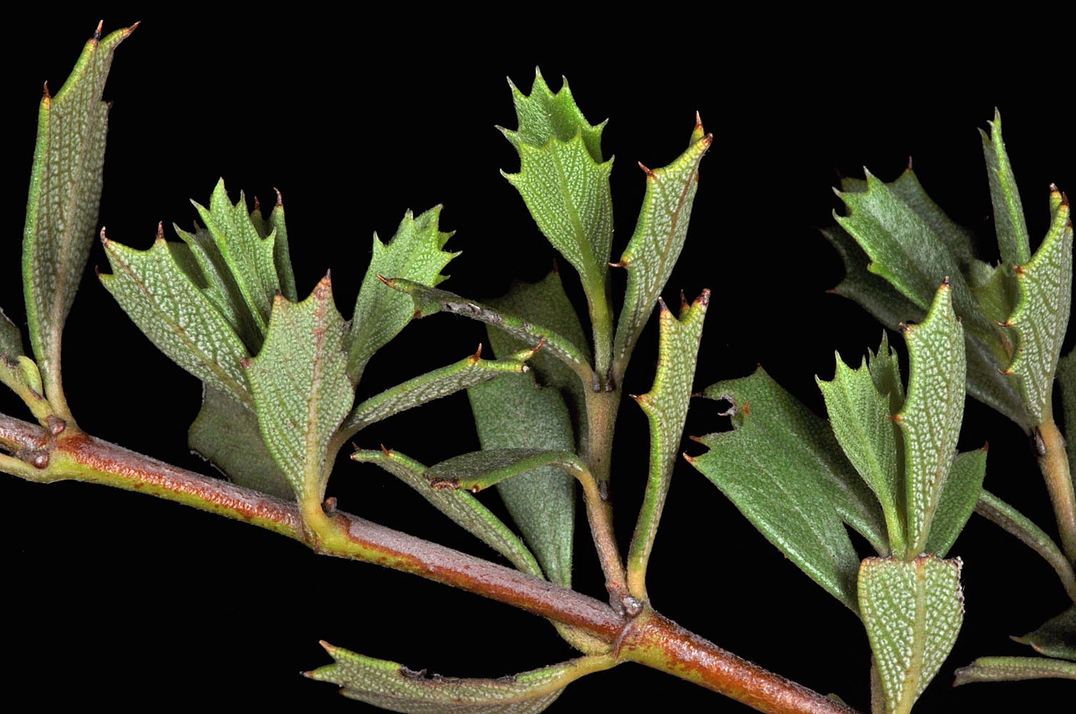 Flora of Eastern Washington Image: Ceanothus prostratus