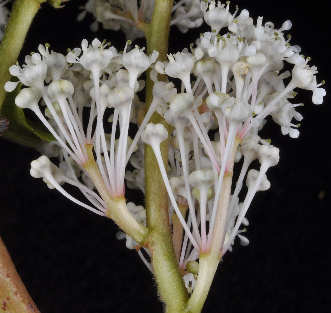 Flora of Eastern Washington Image: Ceanothus sanguineus