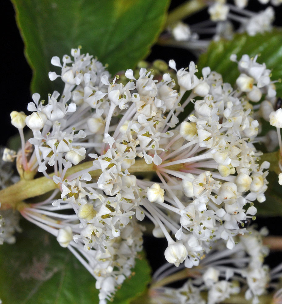 Flora of Eastern Washington Image: Ceanothus sanguineus
