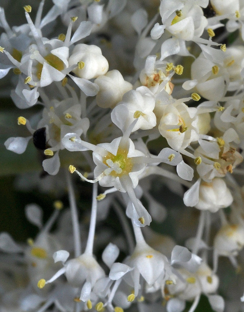 Flora of Eastern Washington Image: Ceanothus velutinus