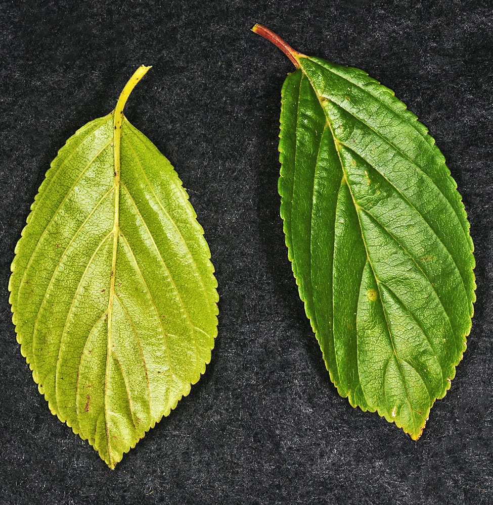 Flora of Eastern Washington Image: Rhamnus alnifolia