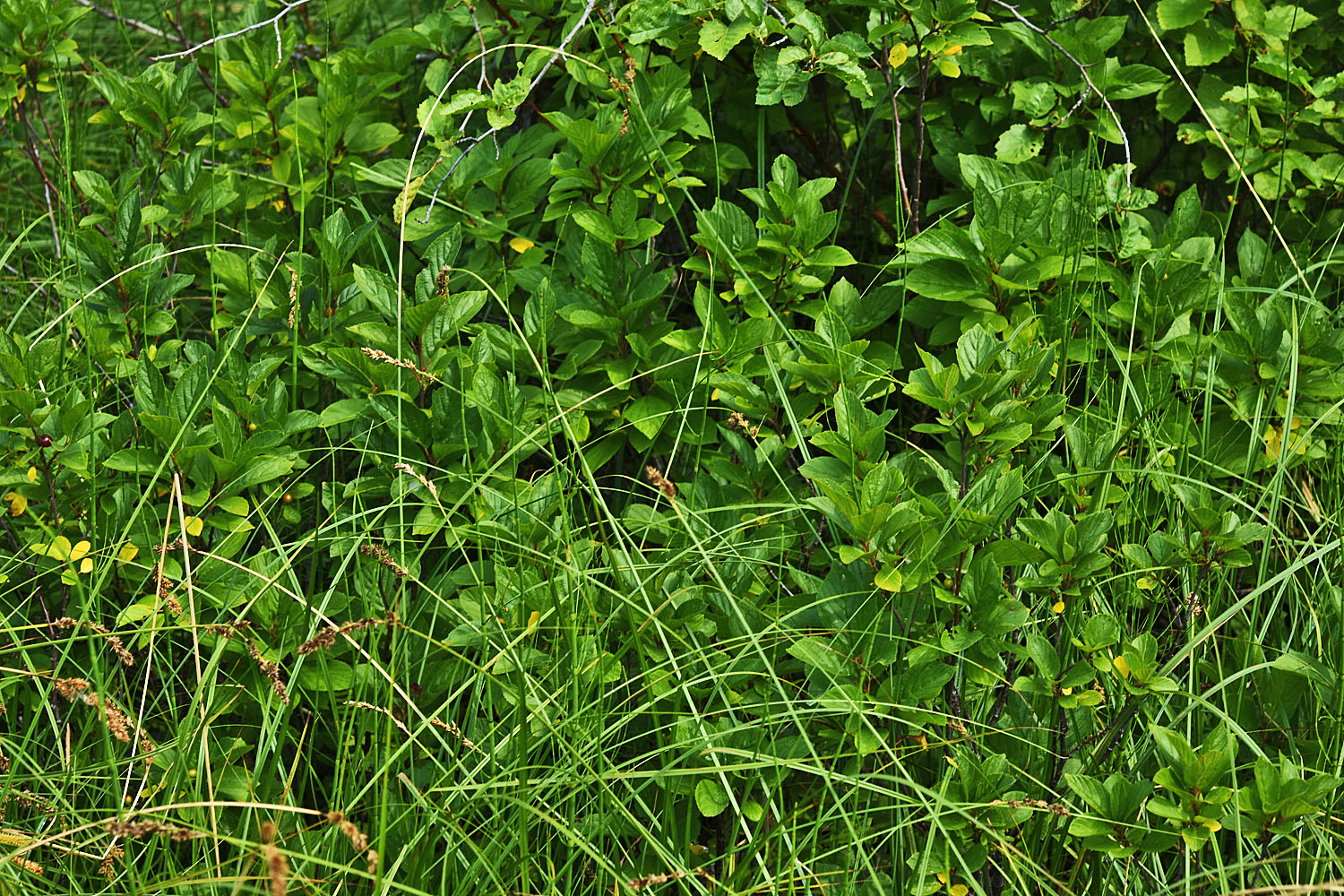 Flora of Eastern Washington Image: Rhamnus alnifolia
