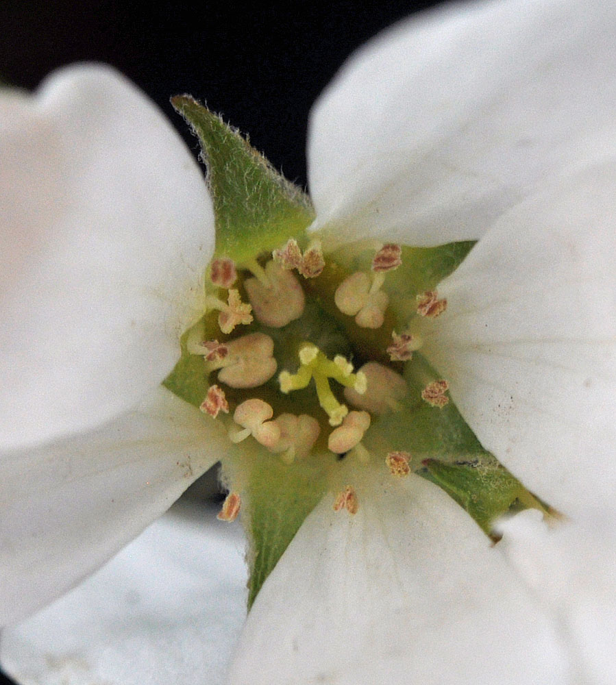Flora of Eastern Washington Image: Amelanchier alnifolia