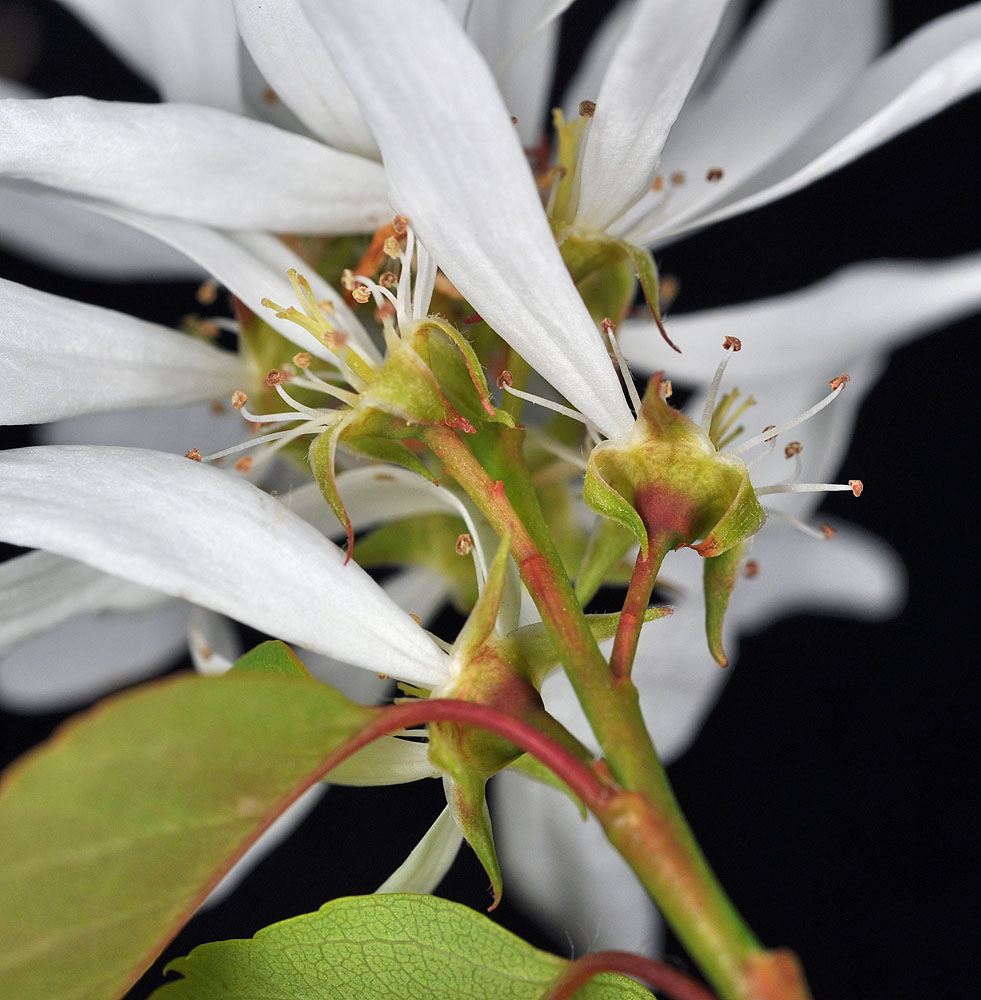 Flora of Eastern Washington Image: Amelanchier alnifolia