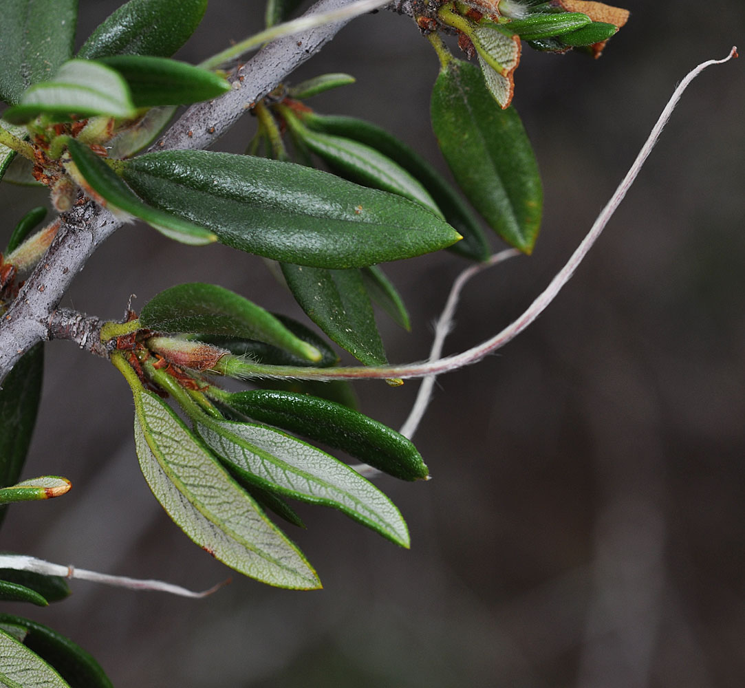 Flora of Eastern Washington Image: Cercocarpus ledifolius