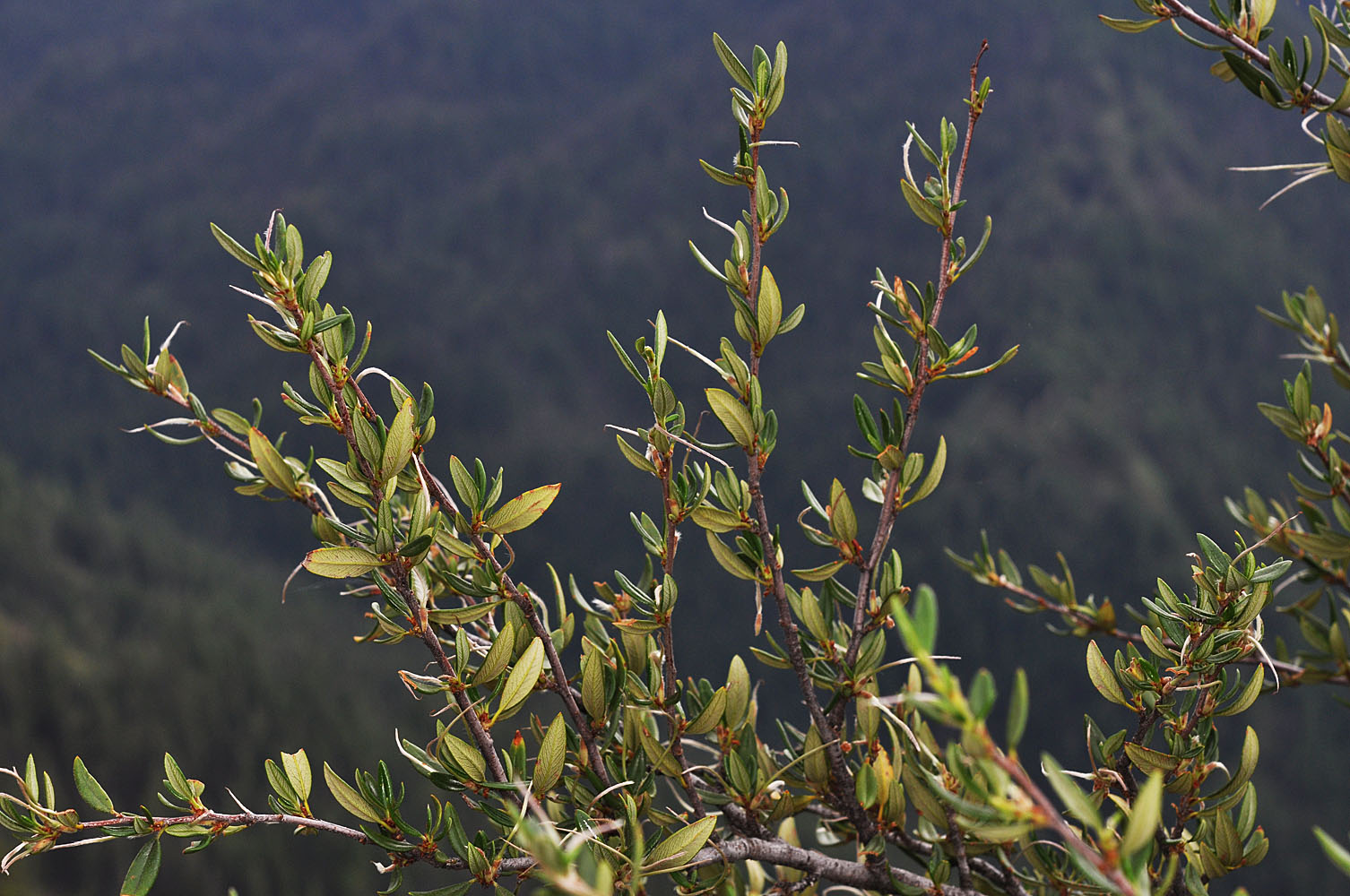 Flora of Eastern Washington Image: Cercocarpus ledifolius