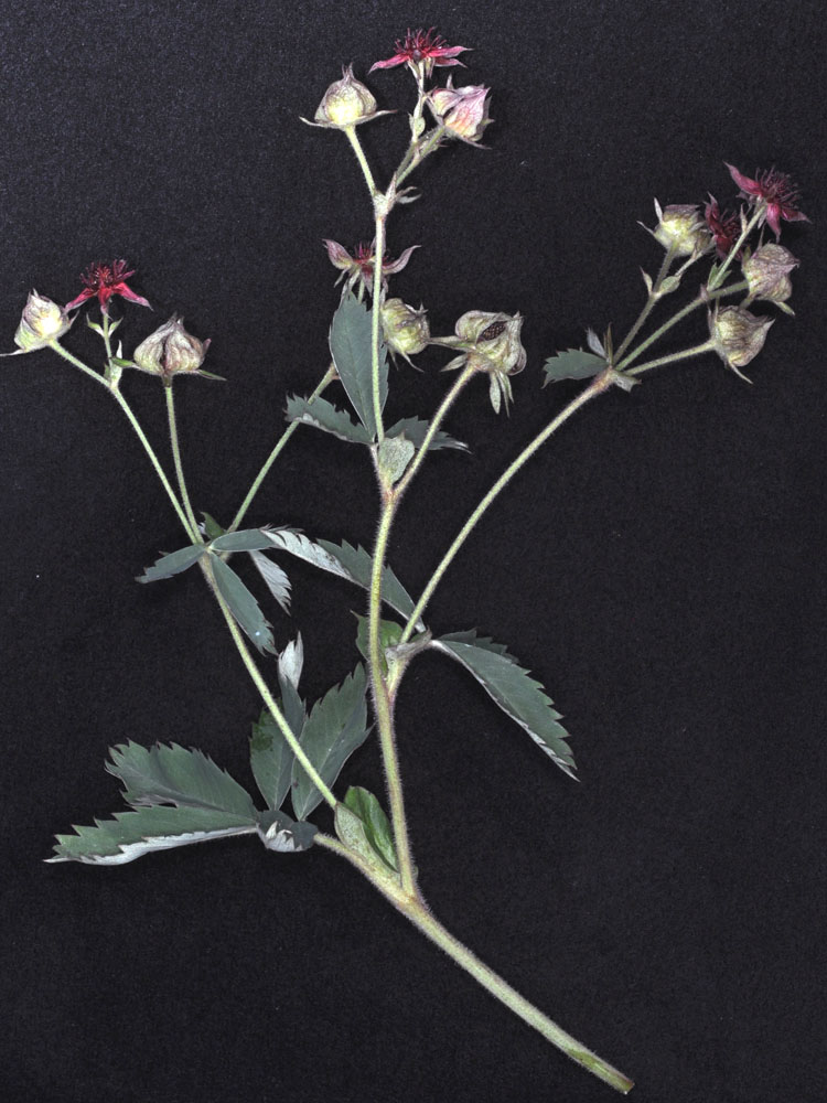 Flora of Eastern Washington Image: Comarum palustre