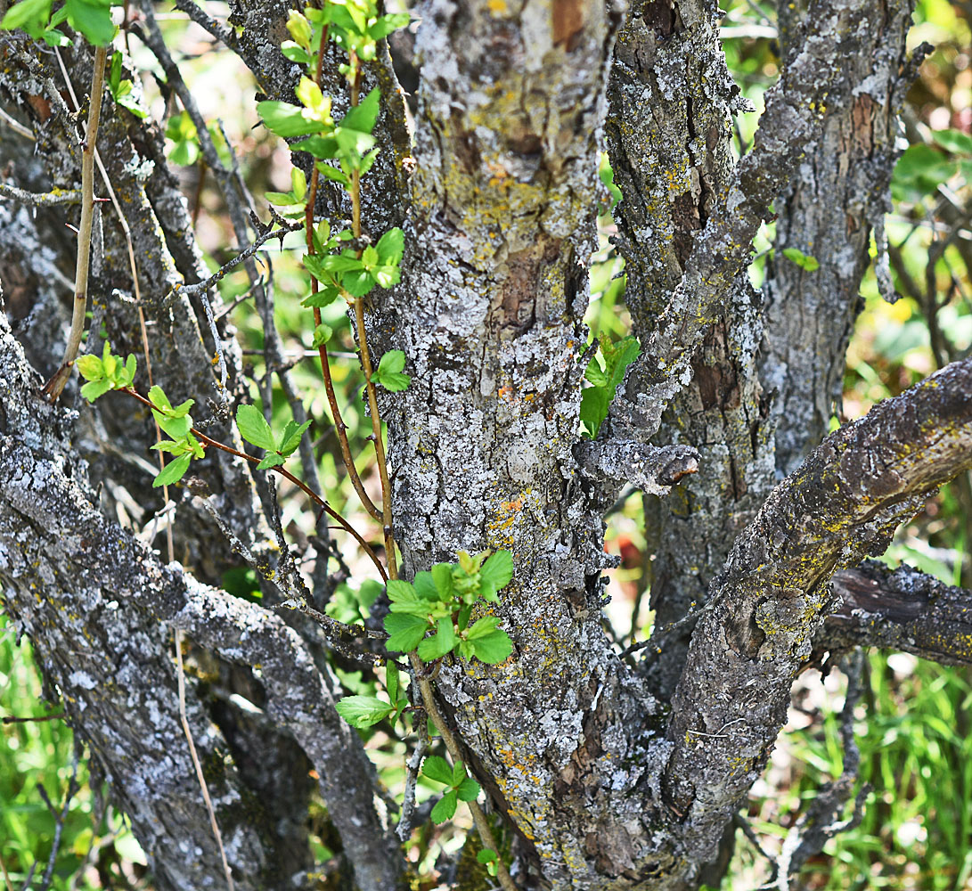 Flora of Eastern Washington Image: Crataegus castlegarensis
