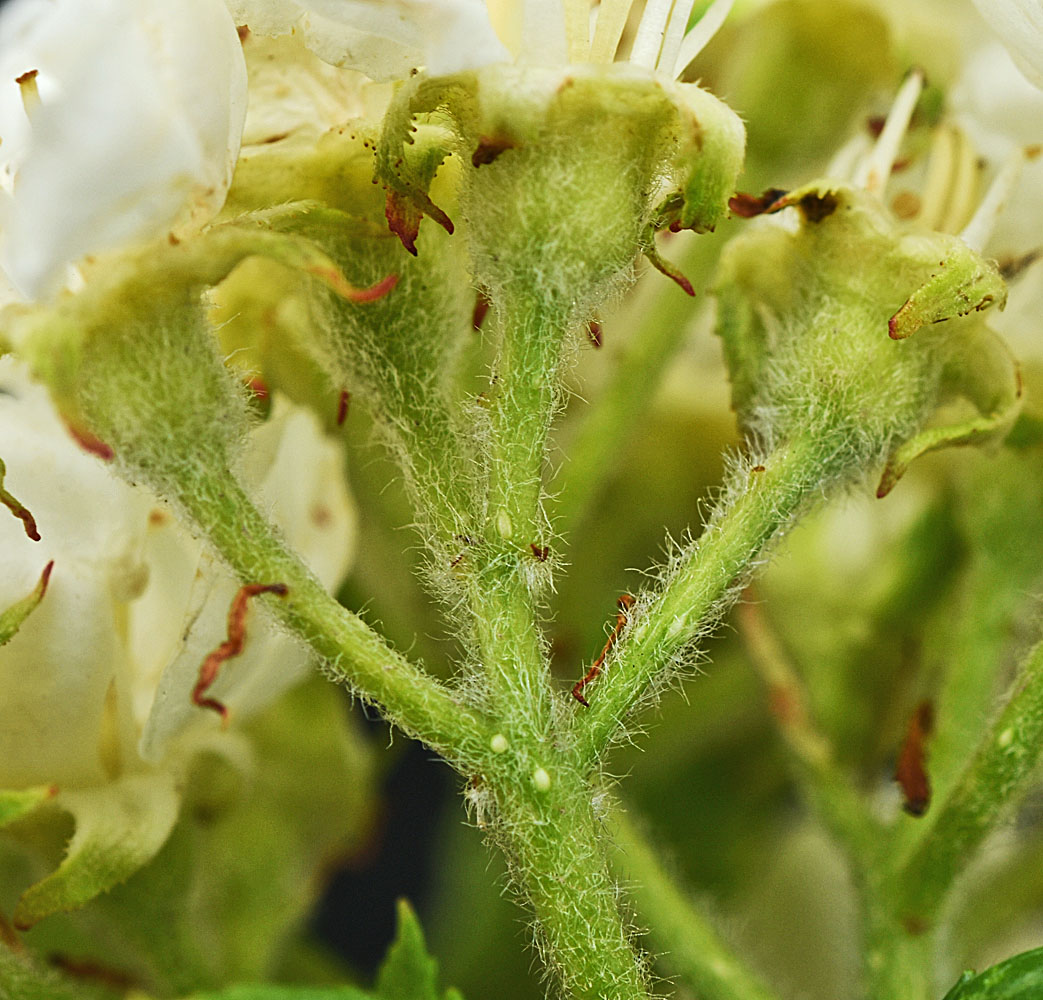 Flora of Eastern Washington Image: Crataegus chrysocarpa